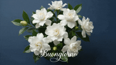 Buongiorno